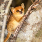 Microcèbe de Mme Berthe