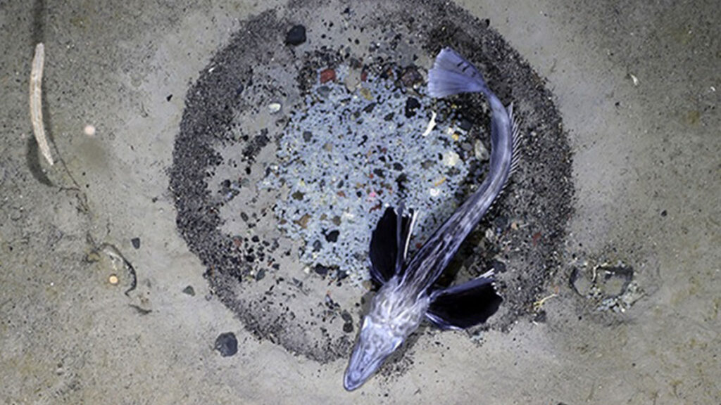 Poisson des glaces de Jonas