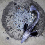 Poisson des glaces de Jonas