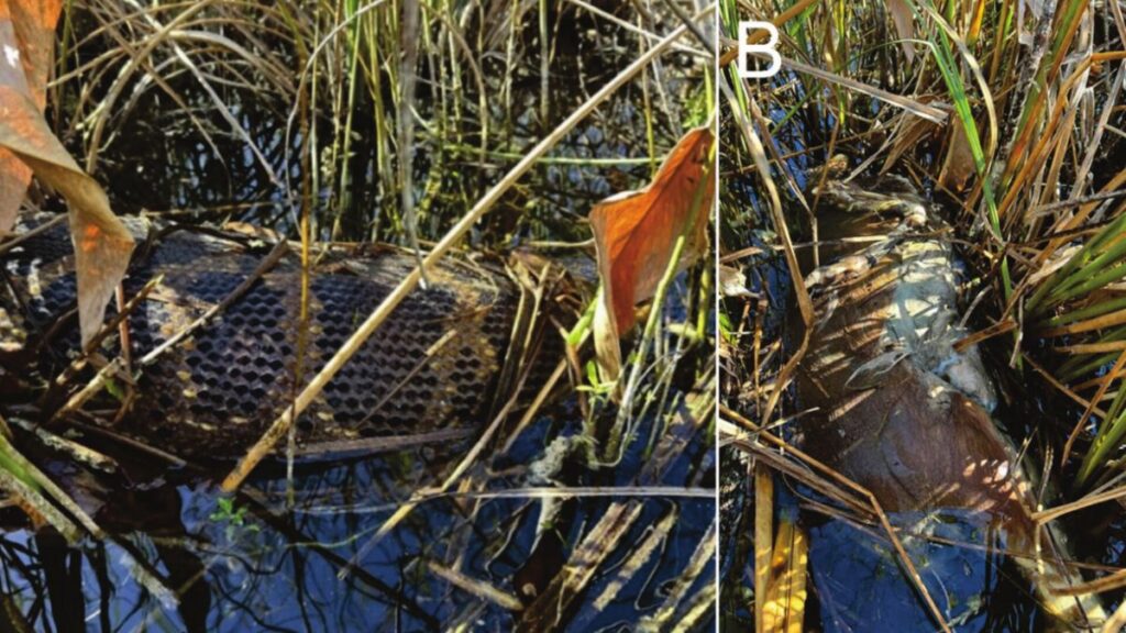 Un python géant régurgite un cerf entier