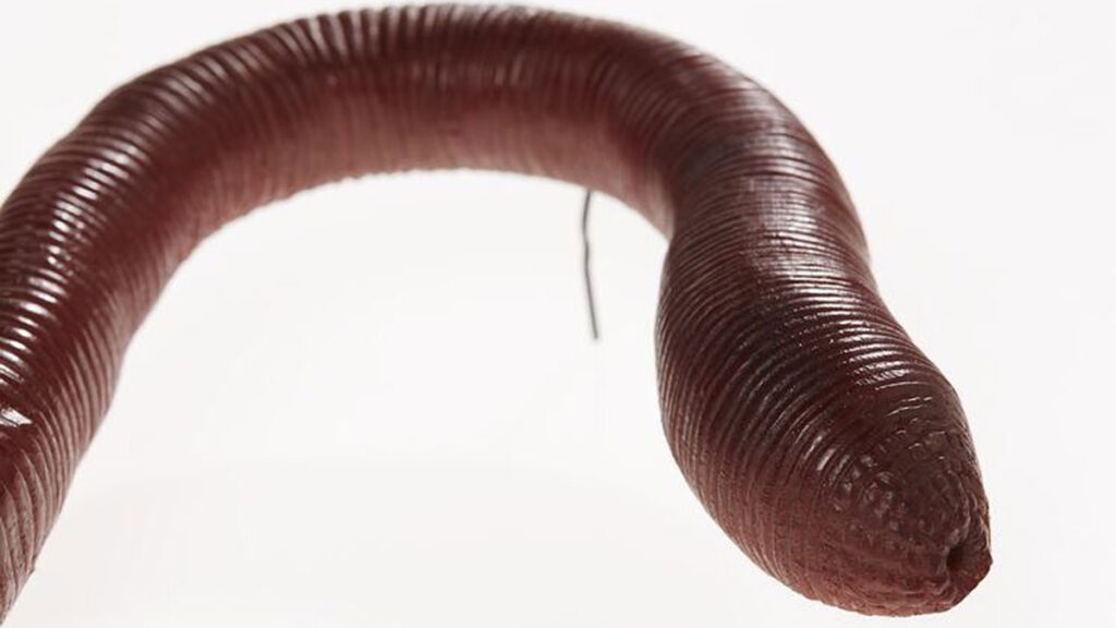 ver de terre australien