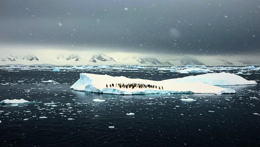 Un groupe de manchots sur un petit bloc de glace dérivant au milieu d’une mer sombre en Antarctique, symbole de la fonte rapide de la banquise.