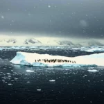 Un groupe de manchots sur un petit bloc de glace dérivant au milieu d’une mer sombre en Antarctique, symbole de la fonte rapide de la banquise.