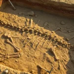 Fossile de dinosaure partiellement dégagé dans le sol, entouré d’outils d’archéologues et de pinceaux.