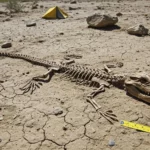 Fossile d’un crocodile vieux de 95 millions d’années découvert lors de fouilles paléontologiques dans un désert.