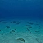Vue du fond marin à plus de 10 kilomètres de profondeur, illustrant une découverte scientifique majeure dans les abysses océaniques.