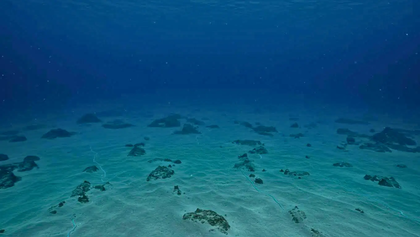 Vue du fond marin à plus de 10 kilomètres de profondeur, illustrant une découverte scientifique majeure dans les abysses océaniques.