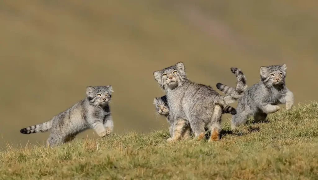 Famille de félins à l’apparence sauvage observée dans une steppe, illustrant un ancêtre préhistorique du chat moderne.