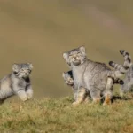 Famille de félins à l’apparence sauvage observée dans une steppe, illustrant un ancêtre préhistorique du chat moderne.