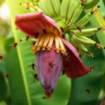 Fleur de bananier pourpre entourée de frelons asiatiques récoltant le nectar sous la lumière du soleil, dans un jardin tropical.