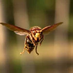 Gros plan sur un frelon asiatique en plein vol, ailes déployées, dans un environnement naturel flou en arrière-plan.