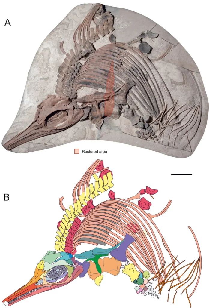 Fossile complet de l’ichtyosaure Thalassodraco etchesi accompagné de son schéma anatomique coloré illustrant les os et la structure du squelette.