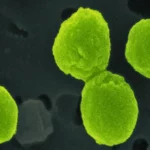 Image microscopique de Prochlorococcus, minuscules micro-organismes marins responsables d’une grande partie de la production d’oxygène sur Terre.