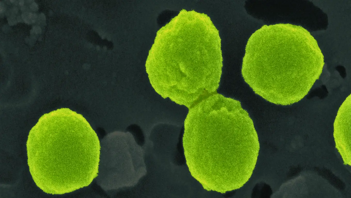 Image microscopique de Prochlorococcus, minuscules micro-organismes marins responsables d’une grande partie de la production d’oxygène sur Terre.