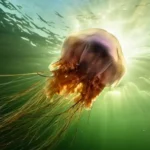 Méduse à crinière de lion nageant dans les profondeurs, éclairée par la lumière du soleil à travers l’eau.