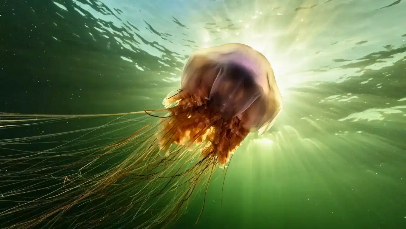 Méduse à crinière de lion nageant dans les profondeurs, éclairée par la lumière du soleil à travers l’eau.