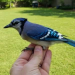 Gros plan sur un oiseau au plumage bleu vif posé sur une main, représentant un spécimen ancien découvert par les chercheurs et daté de 7 millions d’années.