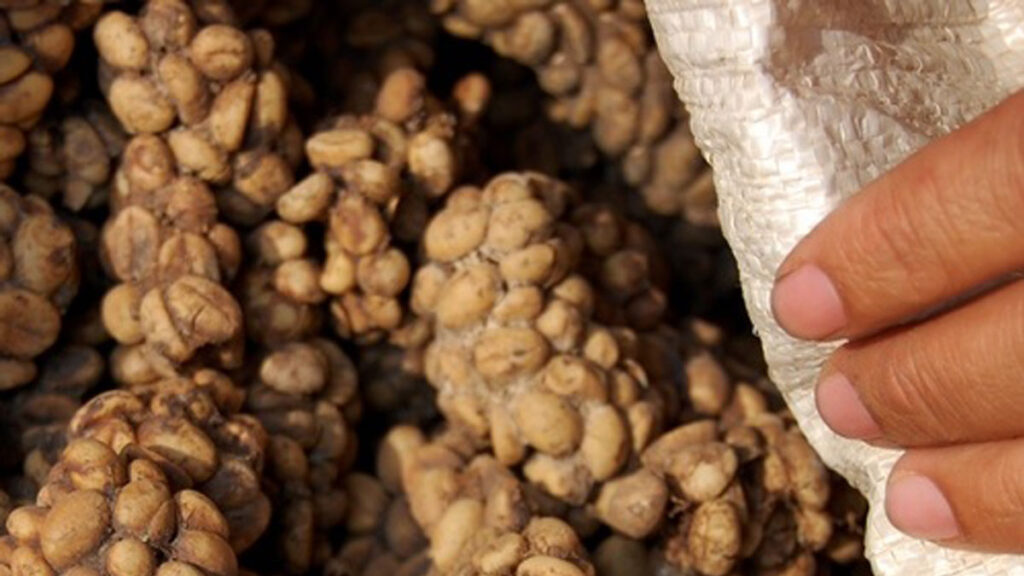 Kopi luwak