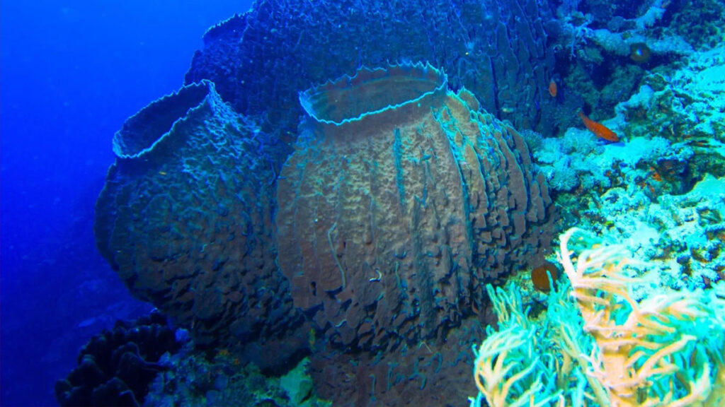 Espèce moderne de démosponge