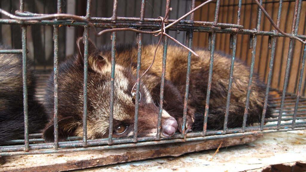 civettes palmistes asiatiques