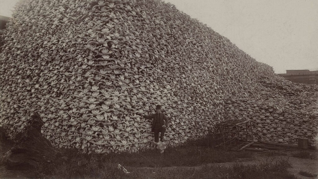 Pile de crâne de bisons photographiée à Détroit en 1892