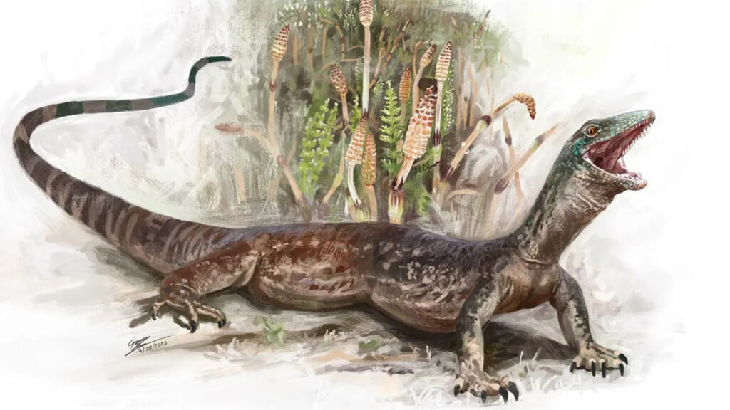 Vue d'artiste de B. elgolensis