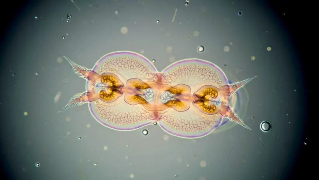 Vue microscopique colorée d’un ver à deux têtes symétriques, avec des structures internes dorées et des appendices pointus, flottant dans un milieu liquide.