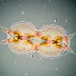 Vue microscopique colorée d’un ver à deux têtes symétriques, avec des structures internes dorées et des appendices pointus, flottant dans un milieu liquide.