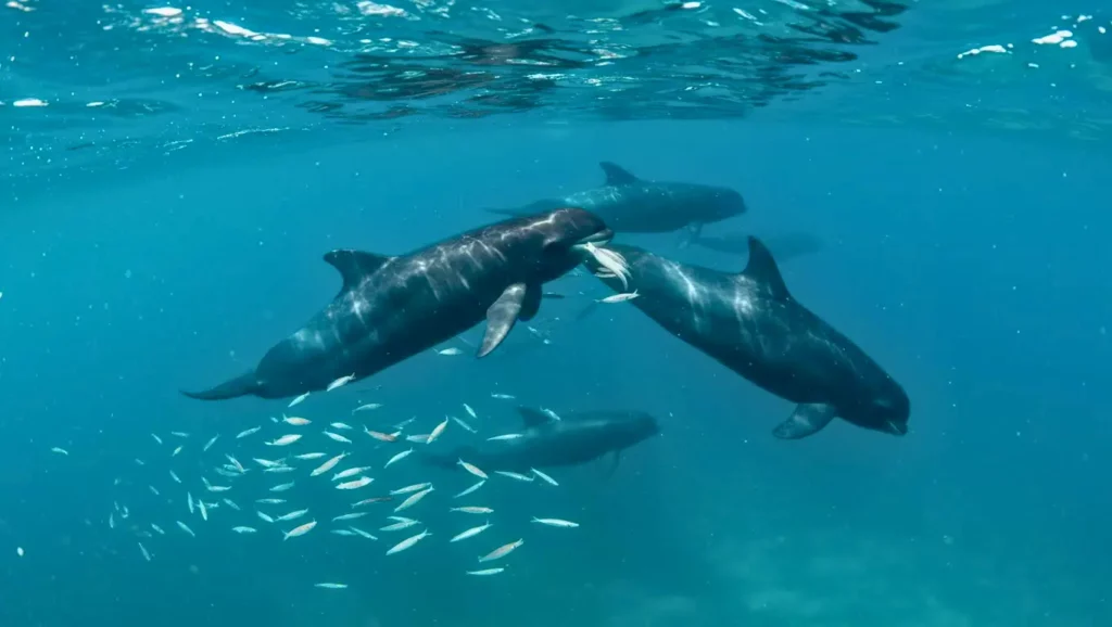 Groupe de dauphins chassant un banc de poissons sous l’eau.