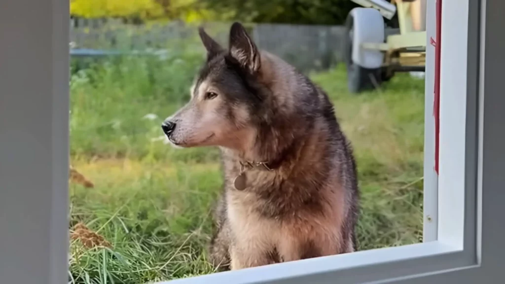 Chien type husky regardant à travers une fenêtre vers l’extérieur