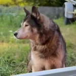 Chien type husky regardant à travers une fenêtre vers l’extérieur