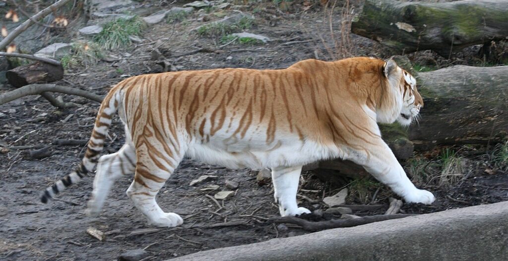 Tigre Doré