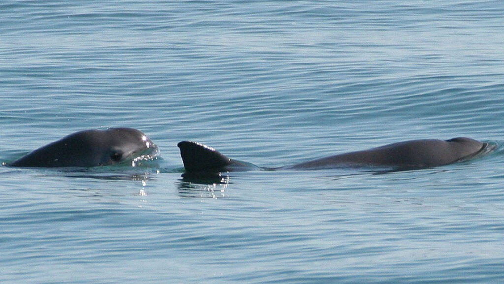 vaquitas