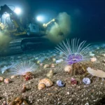 Machine d’extraction sous-marine soulevant des sédiments près d’organismes marins et de coquillages sur le plancher océanique.