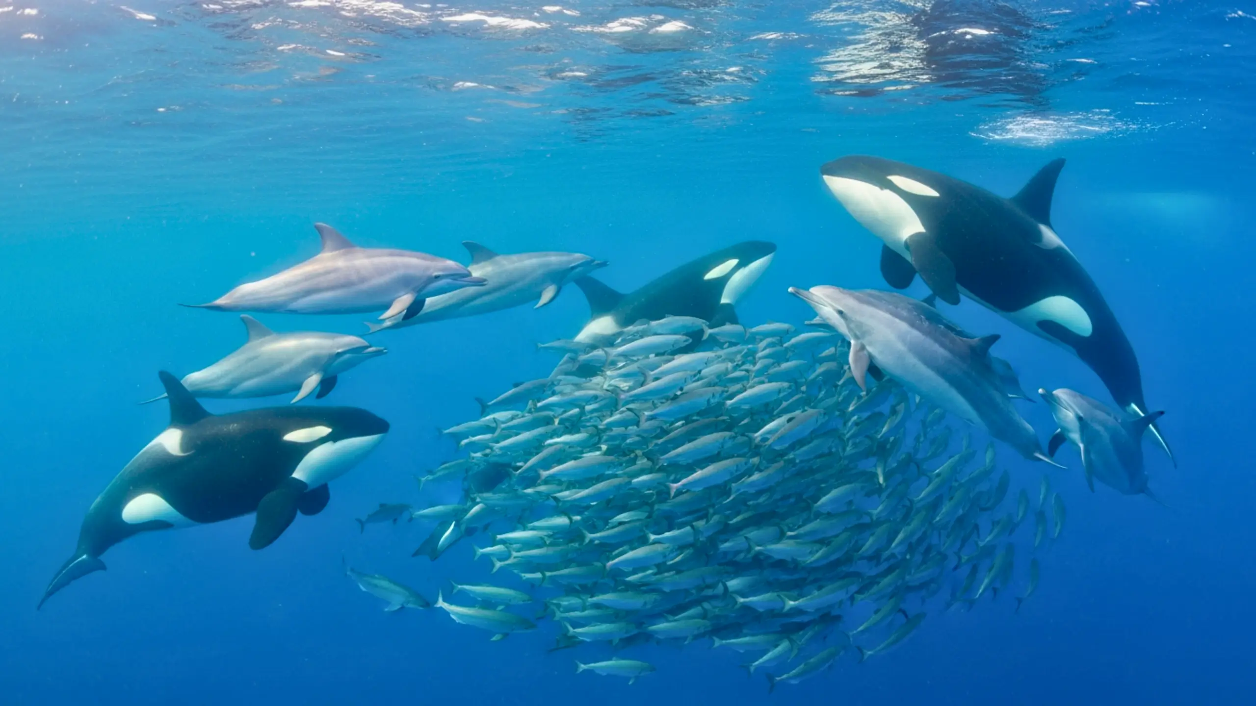 Orques et dauphins nageant ensemble autour d’un banc de poissons lors d’une scène de chasse coordonnée en pleine mer