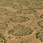 Vue aérienne de cercles de végétation formant des motifs réguliers dans une zone désertique semi-aride