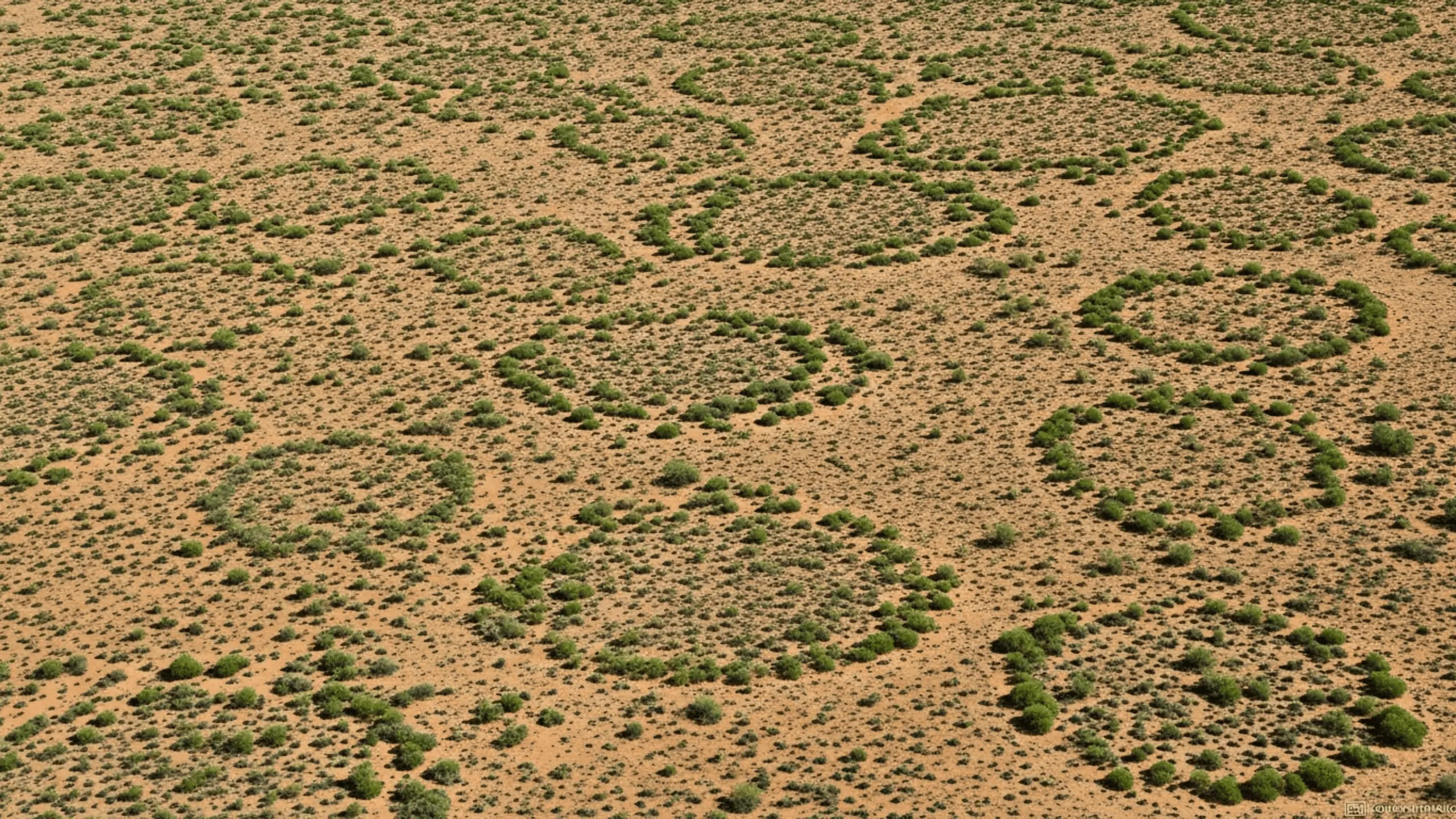 Vue aérienne de cercles de végétation formant des motifs réguliers dans une zone désertique semi-aride