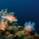 Poisson coloré nageant au-dessus d’un récif corallien profond dans les eaux sombres du Pacifique