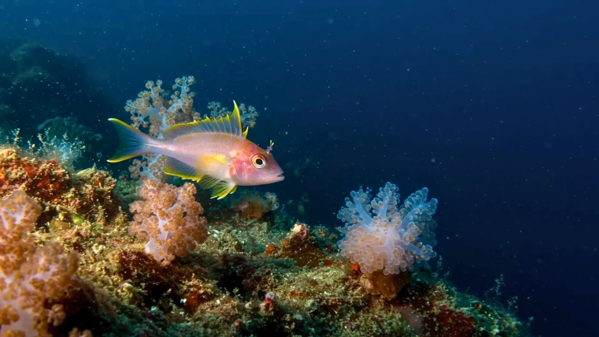 Poisson coloré nageant au-dessus d’un récif corallien profond dans les eaux sombres du Pacifique