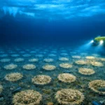 Un submersible jaune explore un champ de structures circulaires alignées sur le fond marin, illuminé sous une épaisse couche de glace avec des poissons autour.