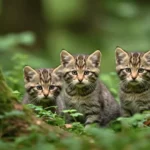 Trois chatons sauvages de type chat sylvestre observés dans un sous-bois près de Genève, en Suisse