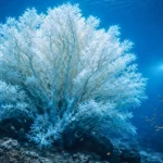Un immense corail noir ancien éclairé par un plongeur scientifique dans les profondeurs du Fiordland en Nouvelle-Zélande.