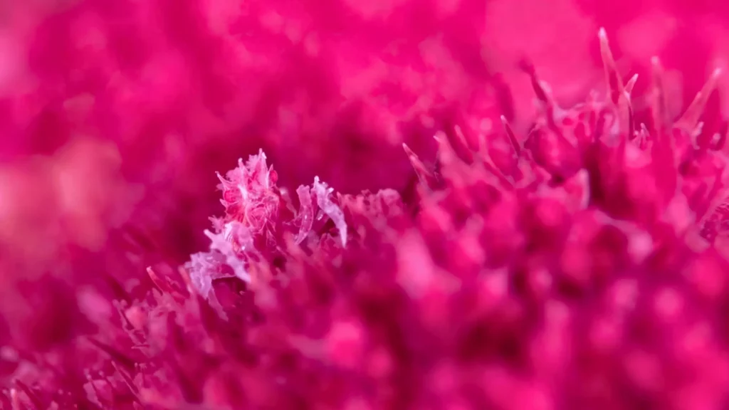 Un minuscule crabe bonbon translucide se fond parfaitement dans un corail rose vif.