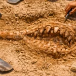 Fossile de requin géant vieux de 9 millions d’années en cours de fouille dans le désert de Pisco au Pérou