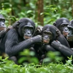 Groupe de bonobos rassemblés dans la forêt, renforçant leurs liens sociaux par le contact et le toilettage collectif.