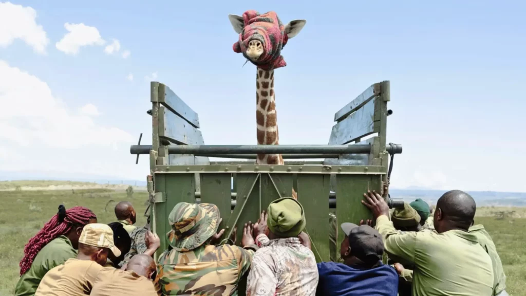 Une jeune girafe avec les yeux bandés est transportée dans un camion par une équipe de rangers dans une réserve naturelle du Kenya.