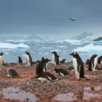 Colonie de manchots antarctiques en période de reproduction, entourée de glace fondante, illustrant l’impact du réchauffement climatique sur leur habitat naturel.