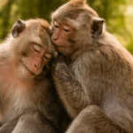 Deux macaques adultes se câlinent tendrement en pleine forêt, yeux fermés, dans un moment de calme et de complicité.