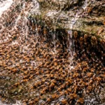 Des centaines de poissons-chats bicolores grimpent une paroi rocheuse humide le long d’une cascade au Brésil.