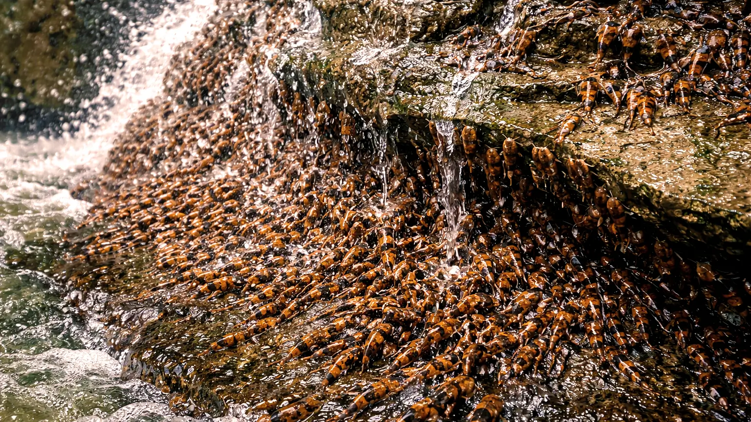 Des centaines de poissons-chats bicolores grimpent une paroi rocheuse humide le long d’une cascade au Brésil.